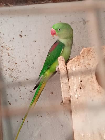 Raw potatoes breading pair + 1 female for sale  + 1 cocktail for sale