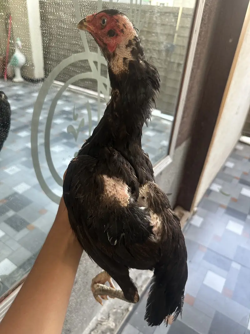 Mushki aseel breeeder female — photo 3