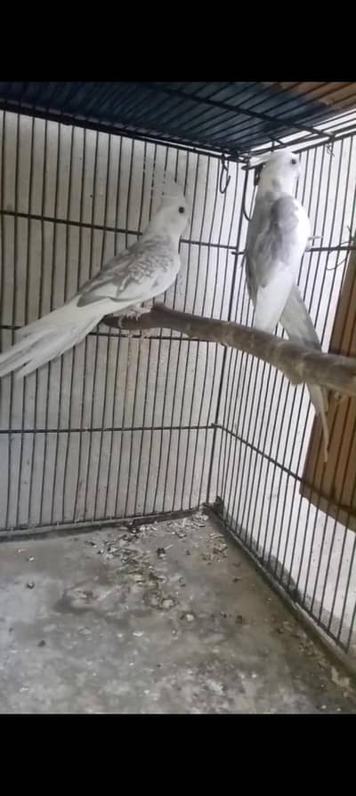 COCKTAIL FOR SALE