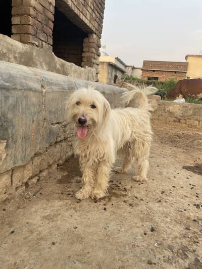 Russian dog