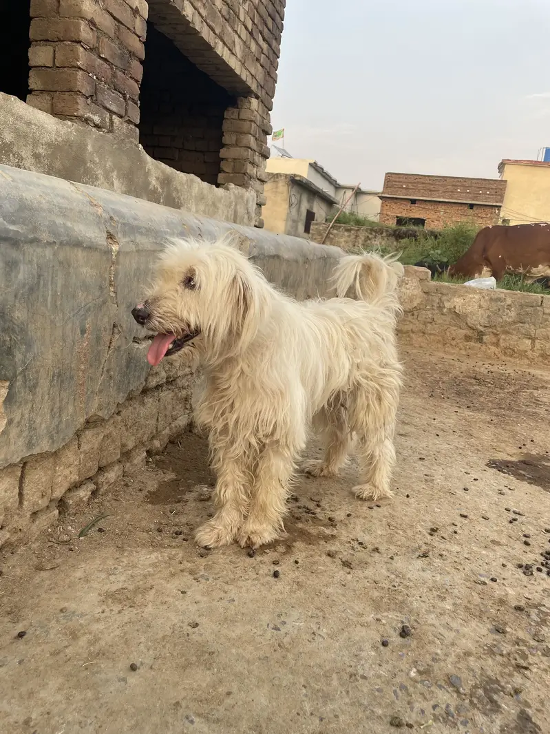 Russian dog — photo 2