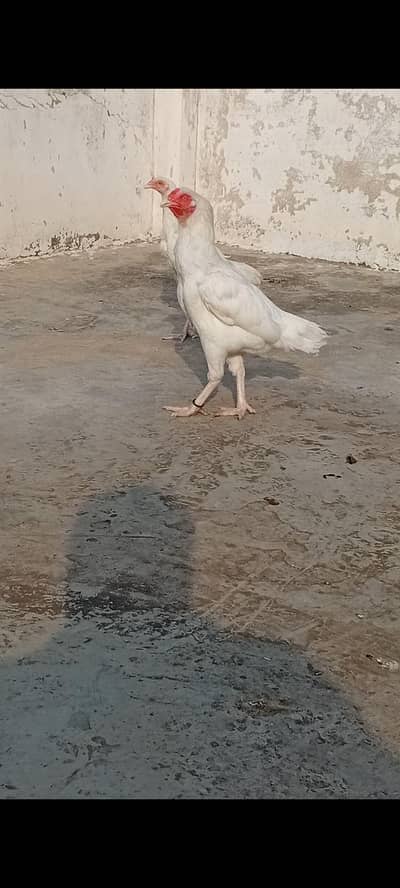 paper white heera aseel/heera females