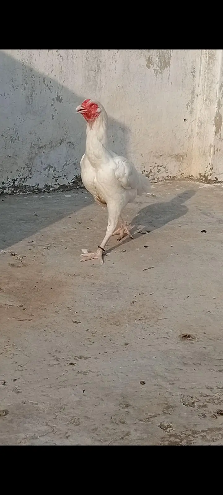 paper white heera aseel/heera females — photo 2