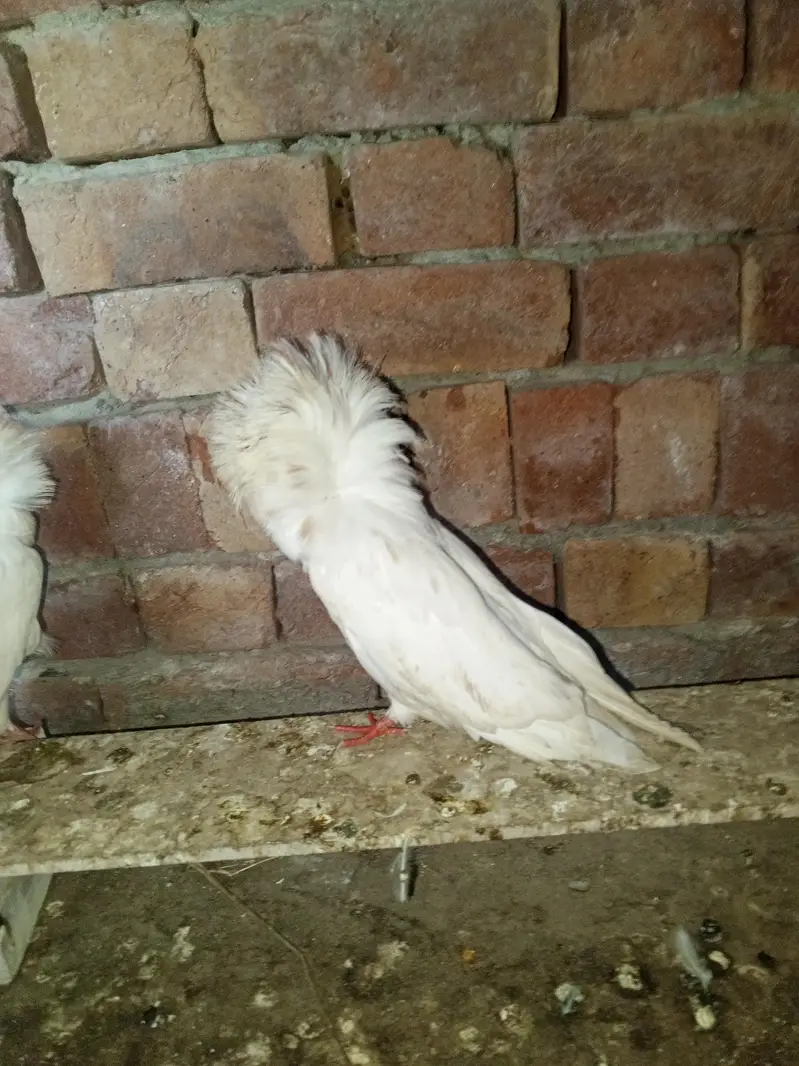 Red tiger Jacobin young pair available MashaAllah — photo 4