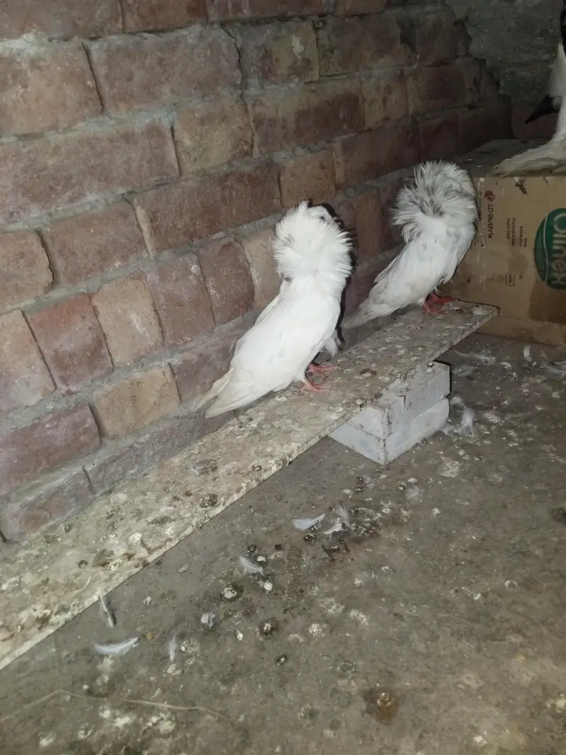 Red tiger Jacobin young pair available MashaAllah — photo 6