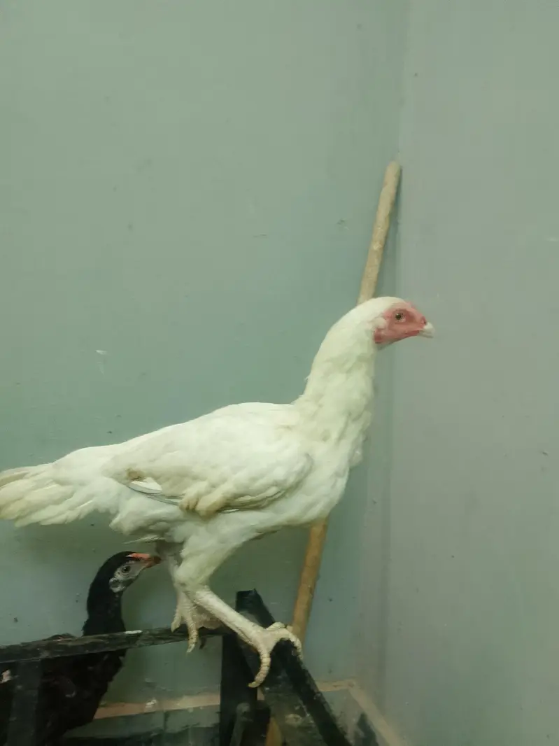 White hens for sale