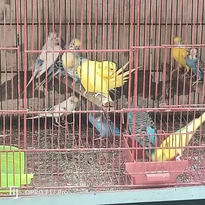 Australians birds