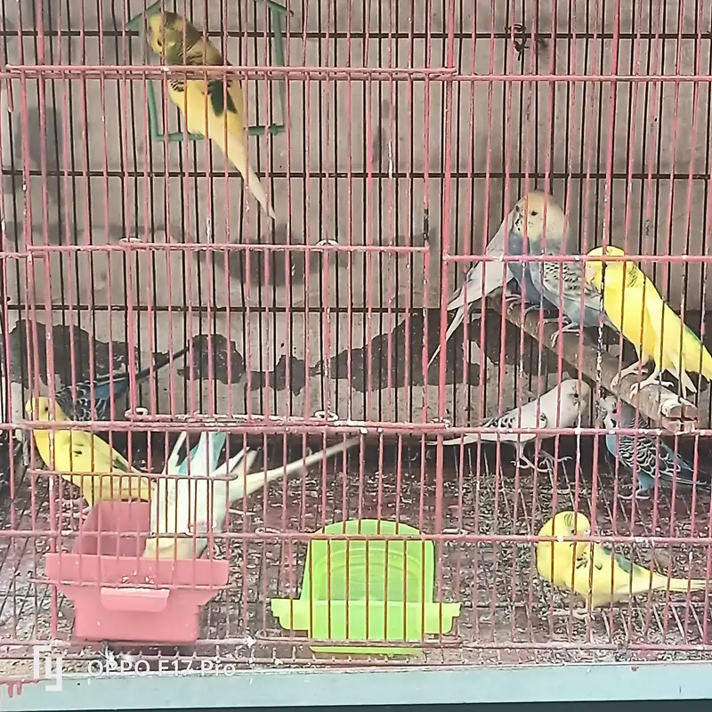 Australians birds — photo 2