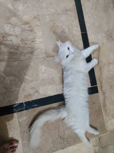 Beautiful Persian Cat for Sale