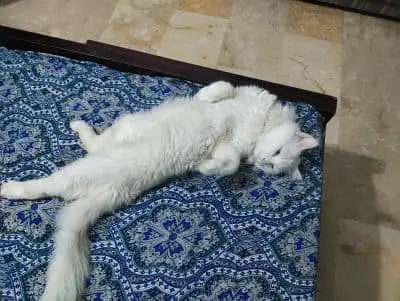 Beautiful Persian Cat for Sale — photo 2