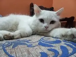 Beautiful Persian Cat for Sale — photo 3