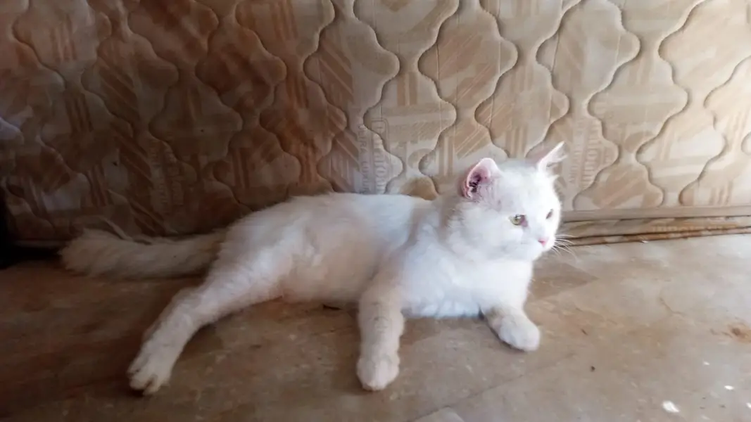 Beautiful Persian Cat for Sale — photo 4