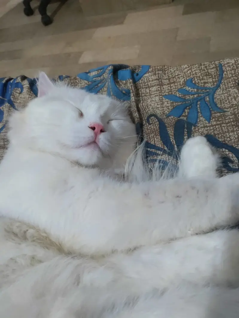Beautiful Persian Cat for Sale — photo 5