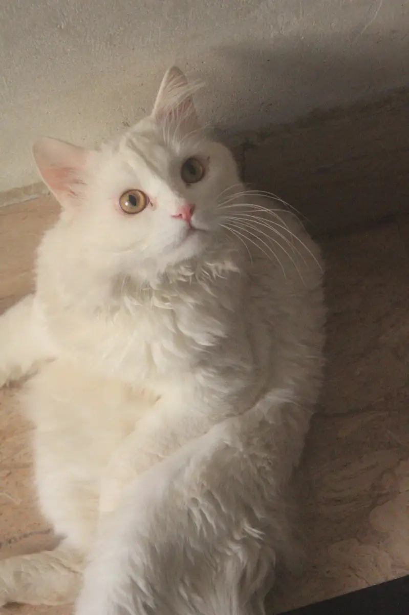 Beautiful Persian Cat for Sale — photo 6