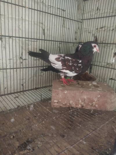 black Khal breeder pair guldar kalyara  black Peshori  0kali chick.