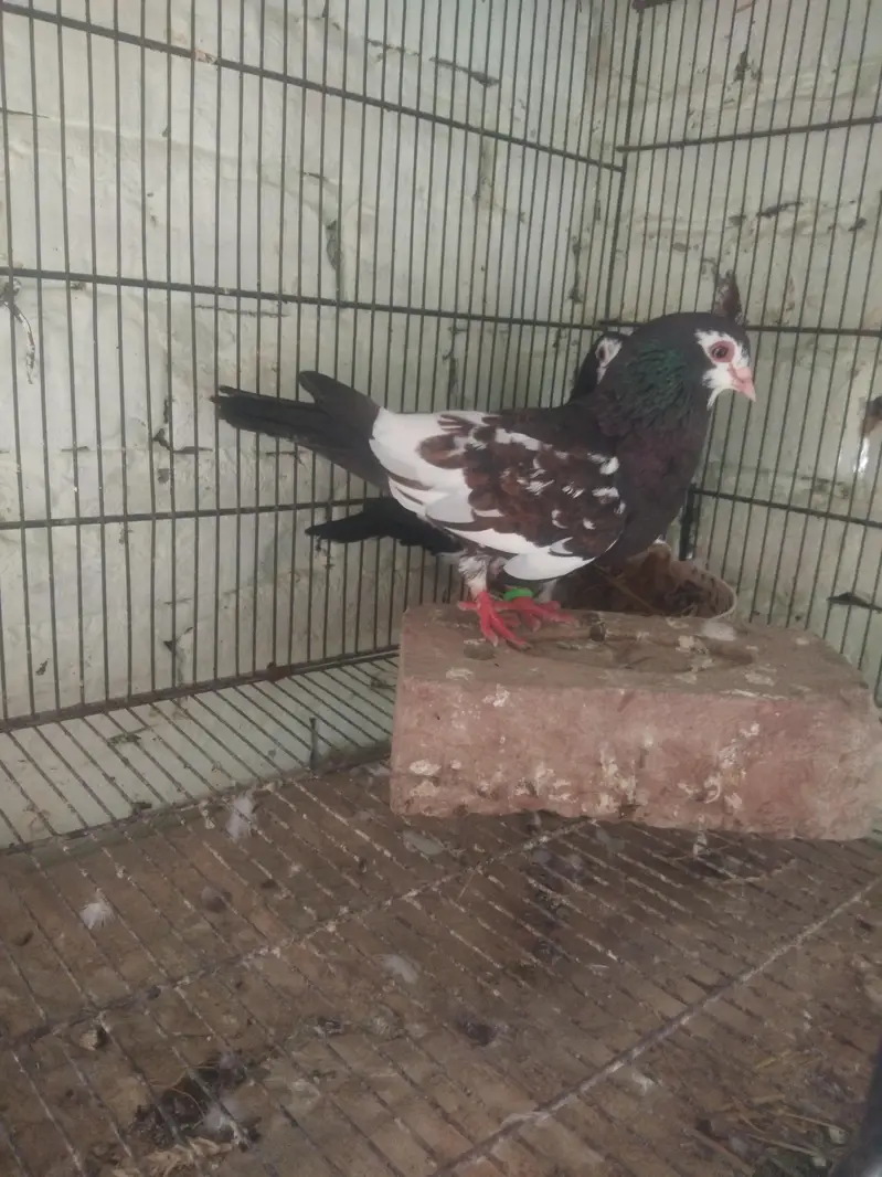 black Khal breeder pair guldar kalyara  black Peshori  0kali chick.