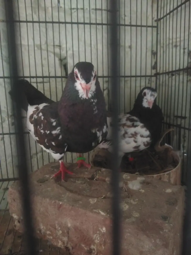 black Khal breeder pair guldar kalyara  black Peshori  0kali chick. — photo 3