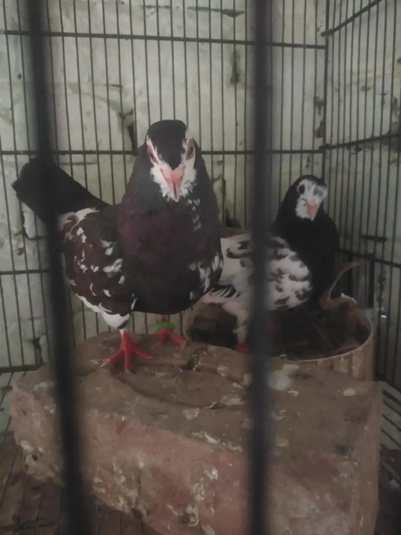 black Khal breeder pair guldar kalyara  black Peshori  0kali chick. — photo 4