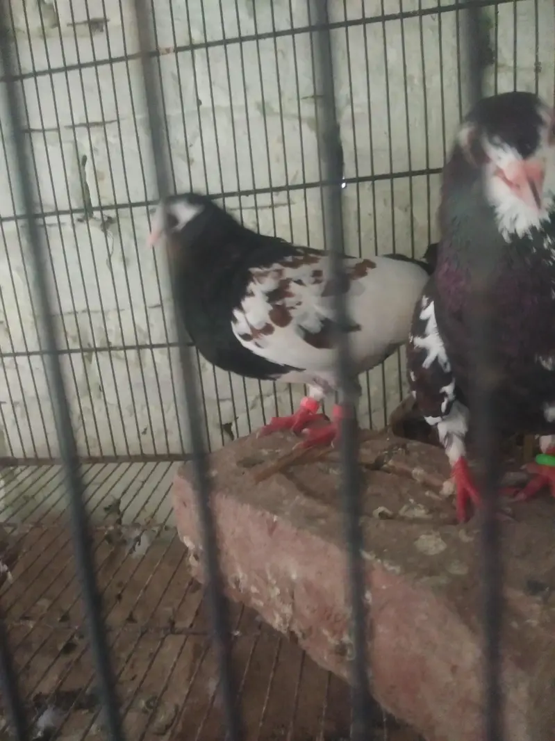 black Khal breeder pair guldar kalyara  black Peshori  0kali chick. — photo 5