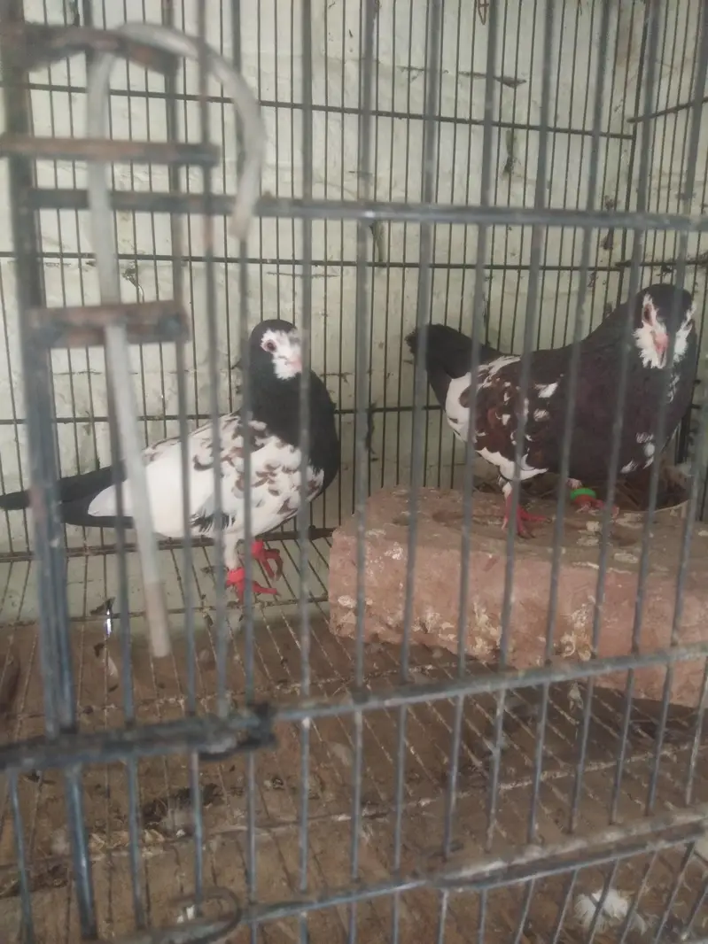 black Khal breeder pair guldar kalyara  black Peshori  0kali chick. — photo 6