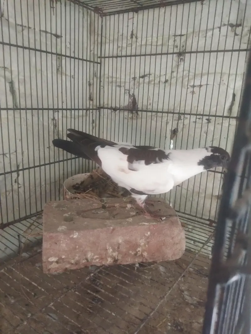 black Khal breeder pair guldar kalyara  black Peshori  0kali chick. — photo 7