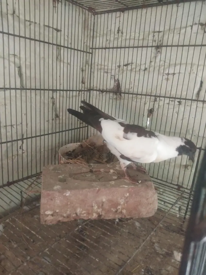 black Khal breeder pair guldar kalyara  black Peshori  0kali chick. — photo 8