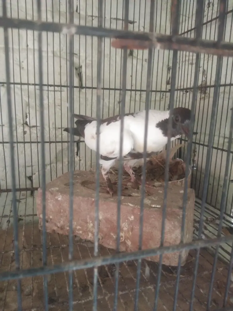 black Khal breeder pair guldar kalyara  black Peshori  0kali chick. — photo 9