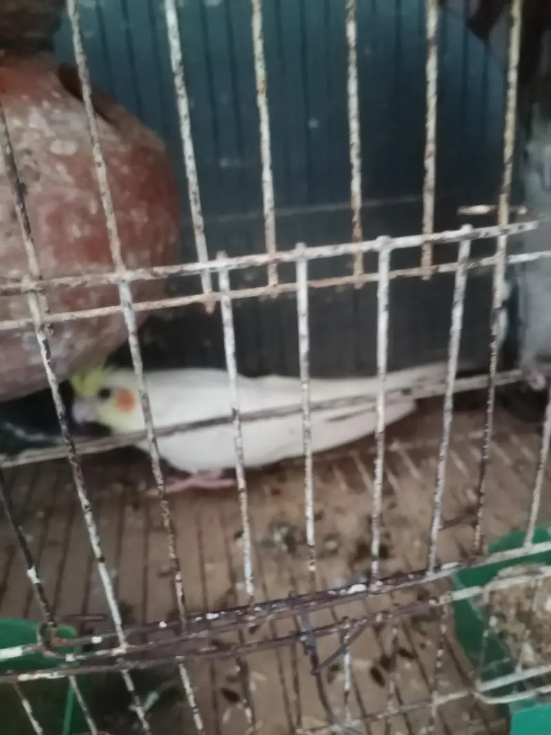 I am selling my cocktail parrots with very responsible price