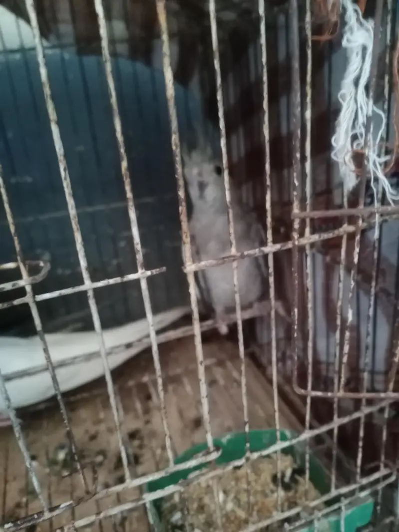 I am selling my cocktail parrots with very responsible price — photo 2