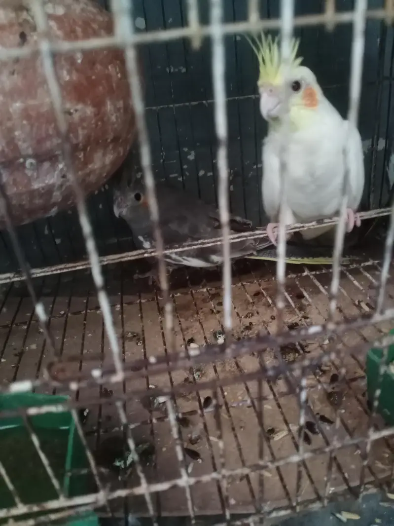 I am selling my cocktail parrots with very responsible price — photo 3