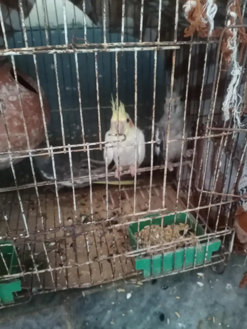 I am selling my cocktail parrots with very responsible price — photo 4