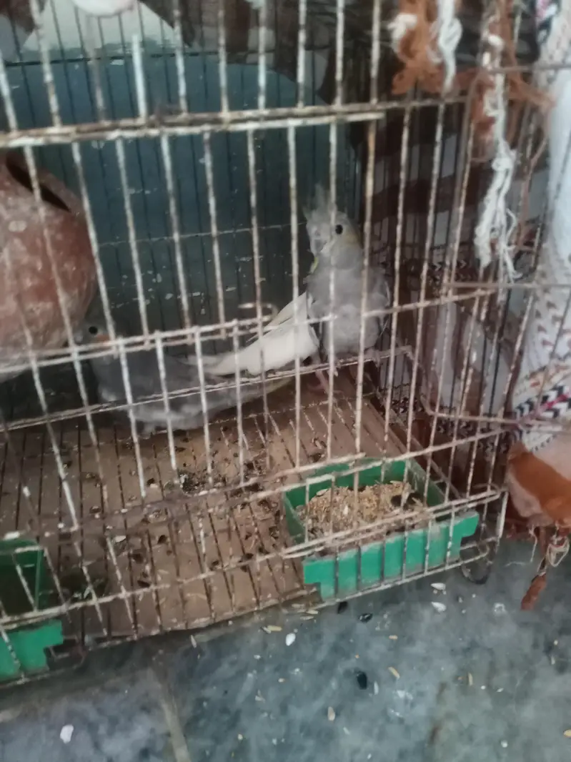 I am selling my cocktail parrots with very responsible price — photo 5