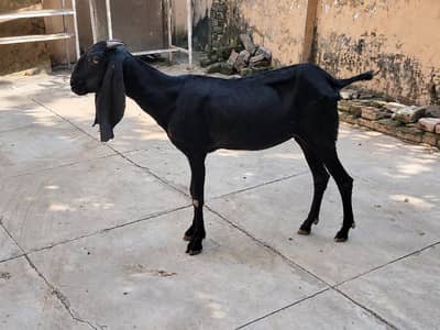 Amratsari beetal gaban goat