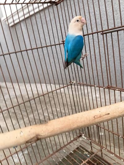 blue opline b2 ino female with 1.5 by 2 heavy cage box