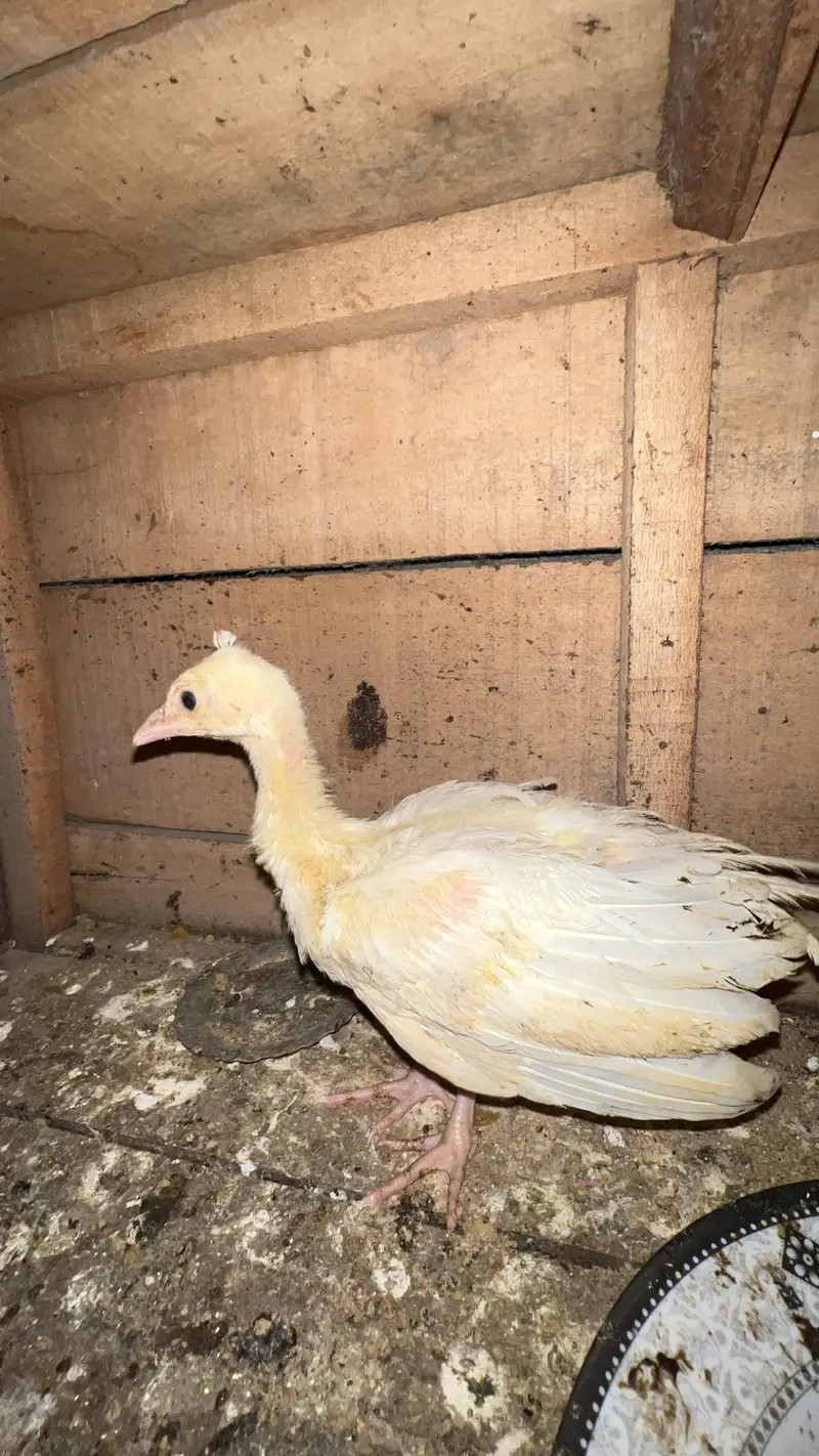 Peockok high quality — photo 2