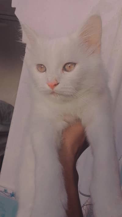 Persian or a Turkish Angora