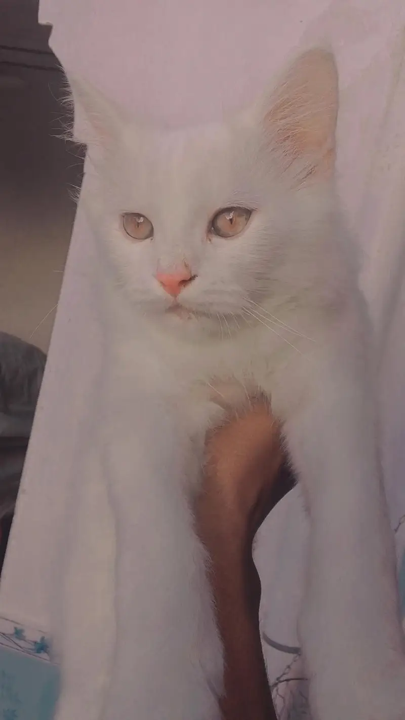 Persian or a Turkish Angora