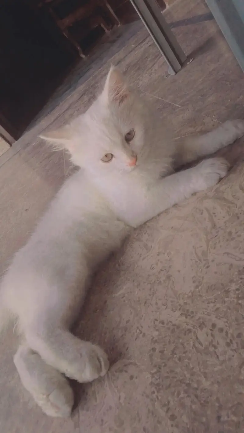 Persian or a Turkish Angora — photo 2