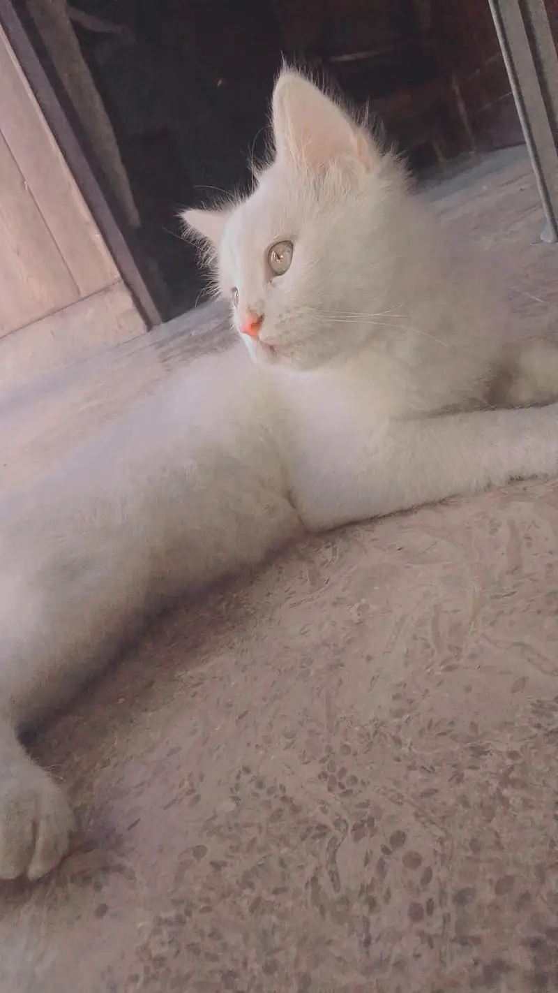 Persian or a Turkish Angora — photo 3
