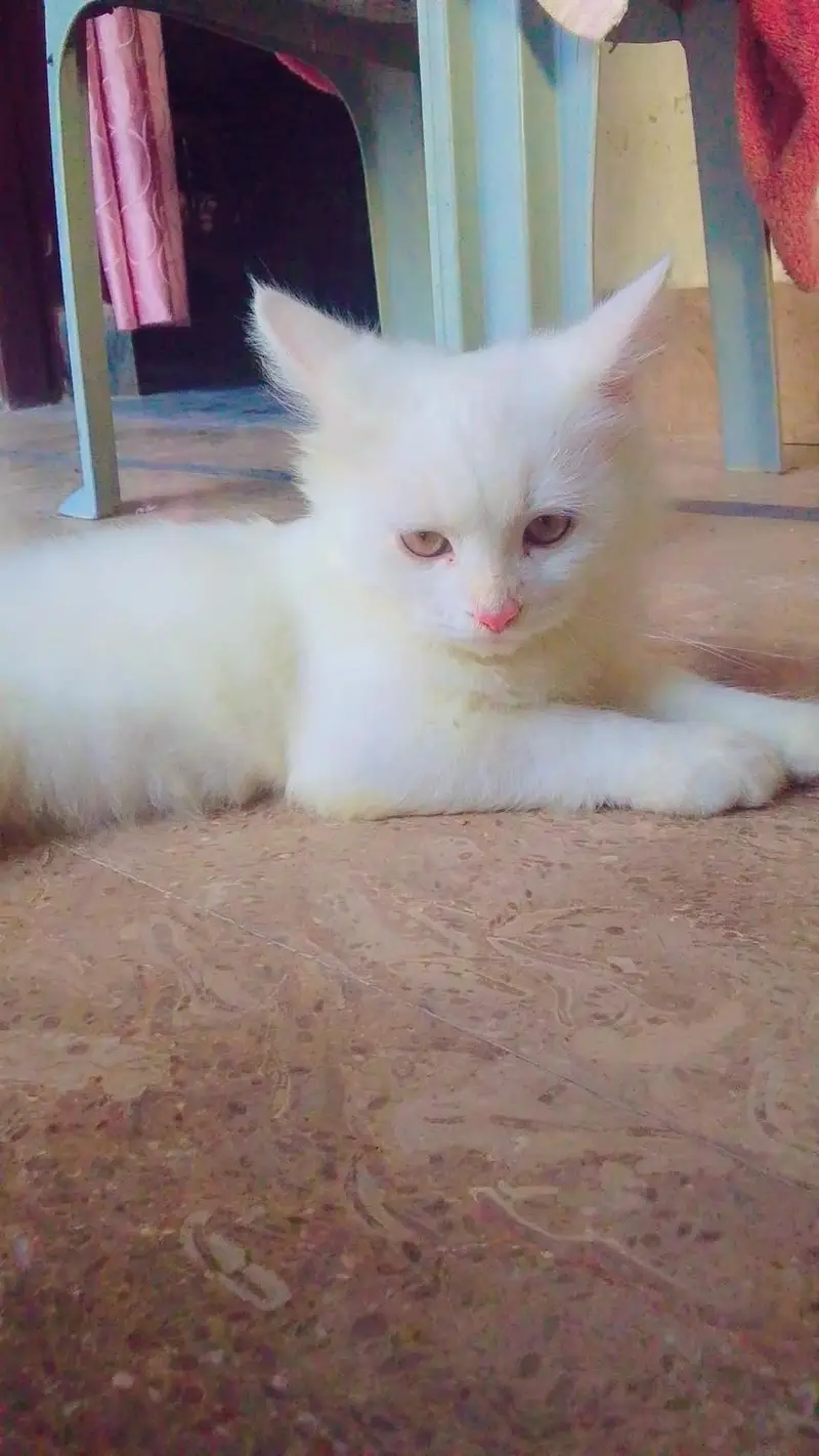 Persian or a Turkish Angora — photo 4