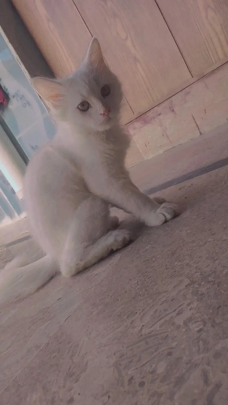 Persian or a Turkish Angora — photo 5