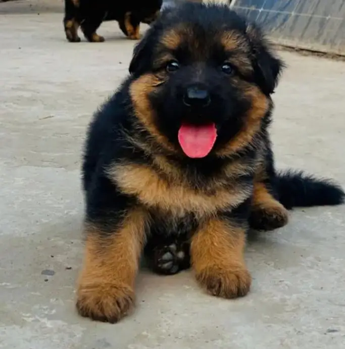 German Shepherd Puppy — photo 2