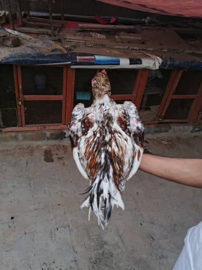 Aseel Hen for sale - Beautiful and healthy