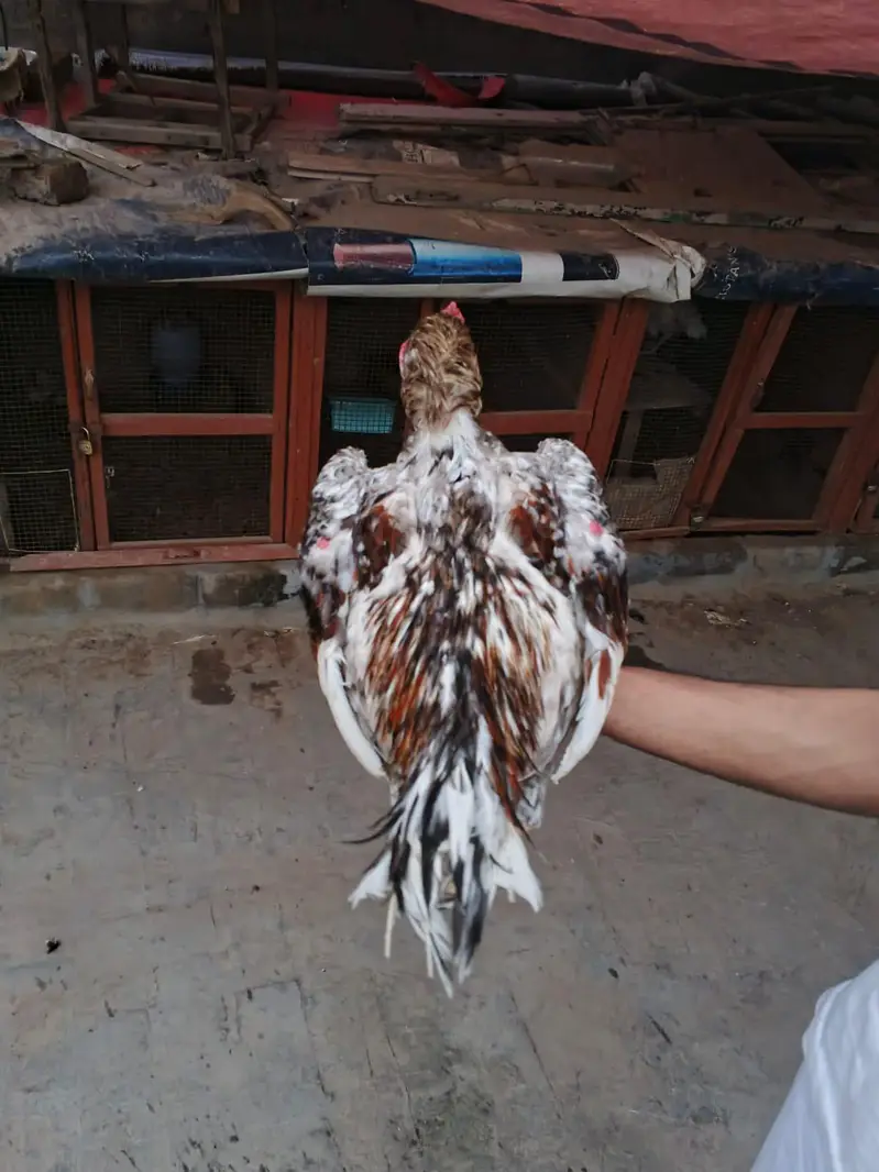 Aseel Hen for sale - Beautiful and healthy
