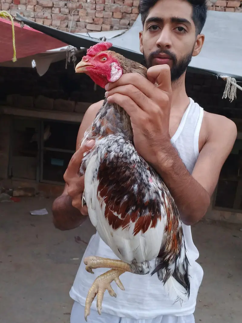 Aseel Hen for sale - Beautiful and healthy — photo 2