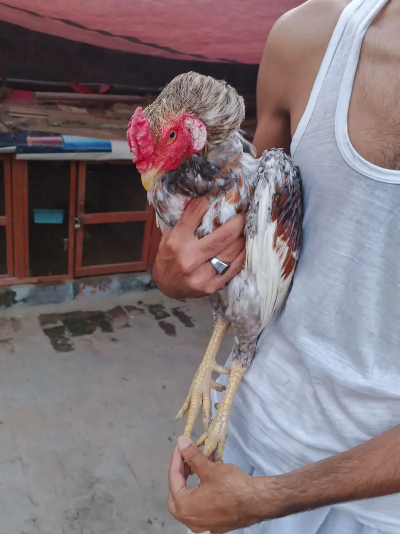 Aseel Hen for sale - Beautiful and healthy — photo 3