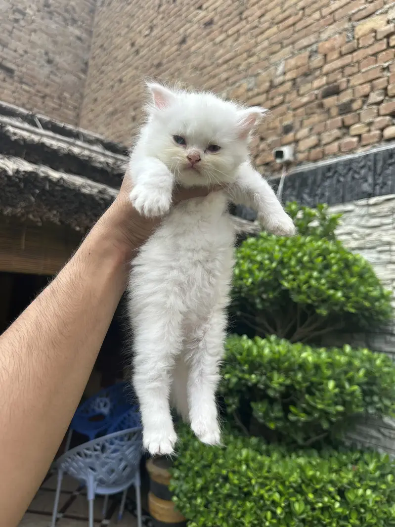 Long Coat Punch Face Kittens