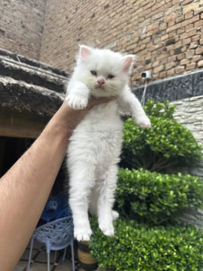 Long Coat Punch Face Kittens