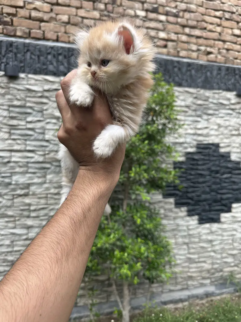 Long Coat Punch Face Kittens — photo 4
