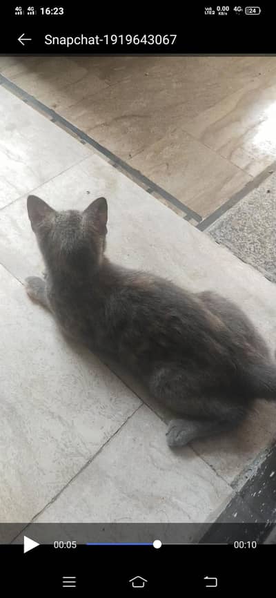 Persian cat